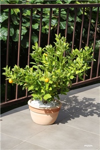 01174dec-IMG_0340 Calamondin.jpg